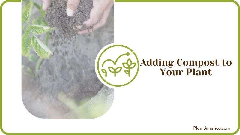 Adding Compost to Chili Plant Plant America