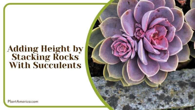 Adding Height by Stacking Rocks With Succulents Plant America