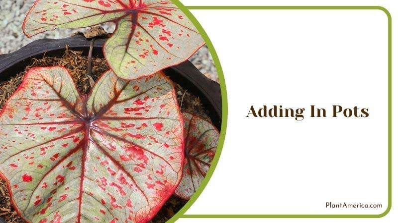 Adding In Pots Plant America