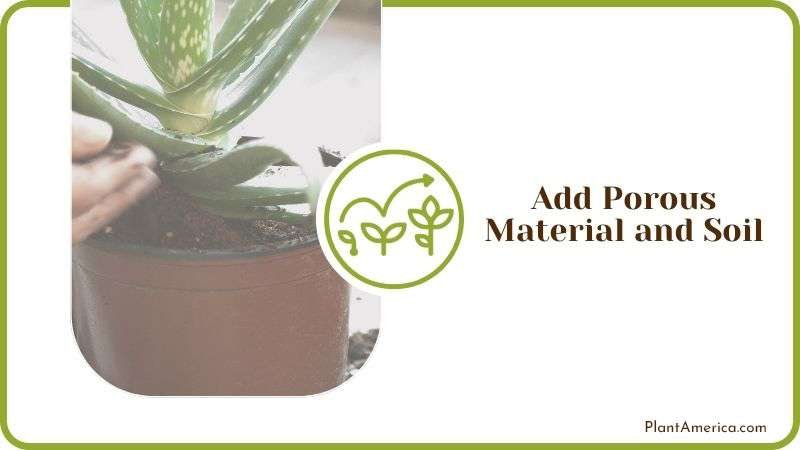 Adding Porous Soil to Aloe Vera