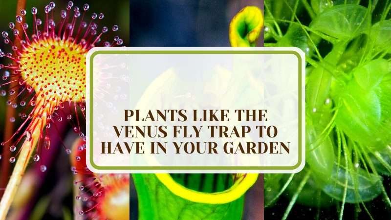 Adding Venus Flytraps and More to Your Garden Plant America 8 Plants Like the Venus Fly Trap to Have in Your Garden