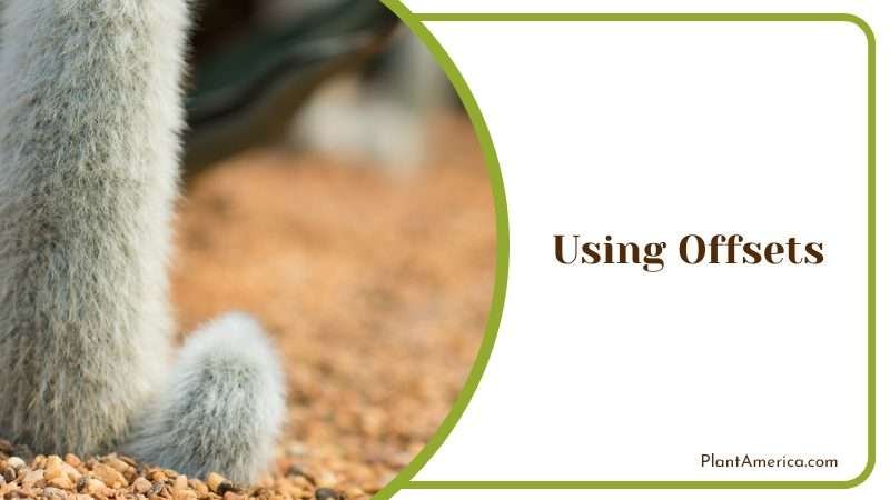 Addition to Your Indoor or Outdoor Space Plant America