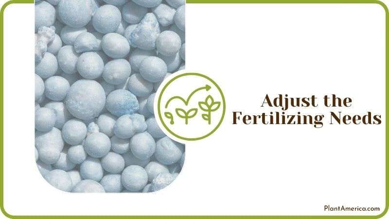 Adjust the Fertilizing Needs Plant America