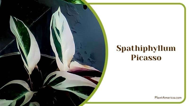 Admiring Spathiphyllum Picasso PlantAmerica