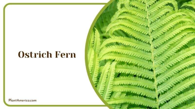Advantage of Ostrich Fern Plant America