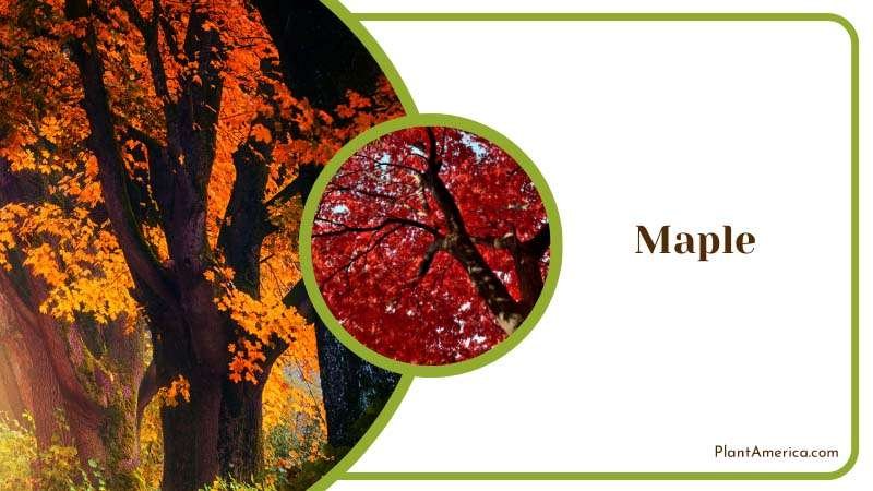 Advantage of maple trees Plant America