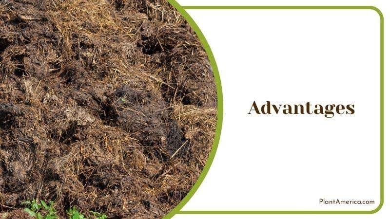 Advantages of Chicken Manure Plant America