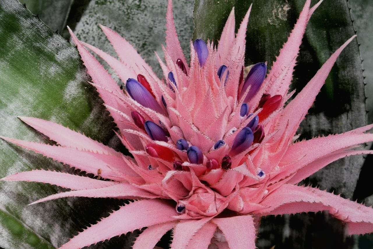 Aechmea Fasciata Urn Plant Plant America