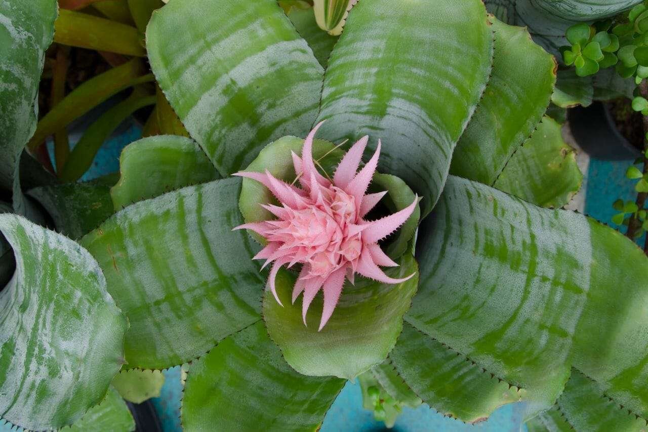 Aechmea fasciata Plant America