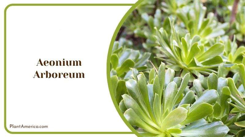 Aeonium Arboreum Plant America 1