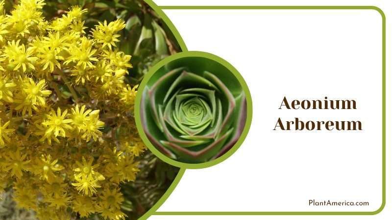 Aeonium Arboreum Plant America