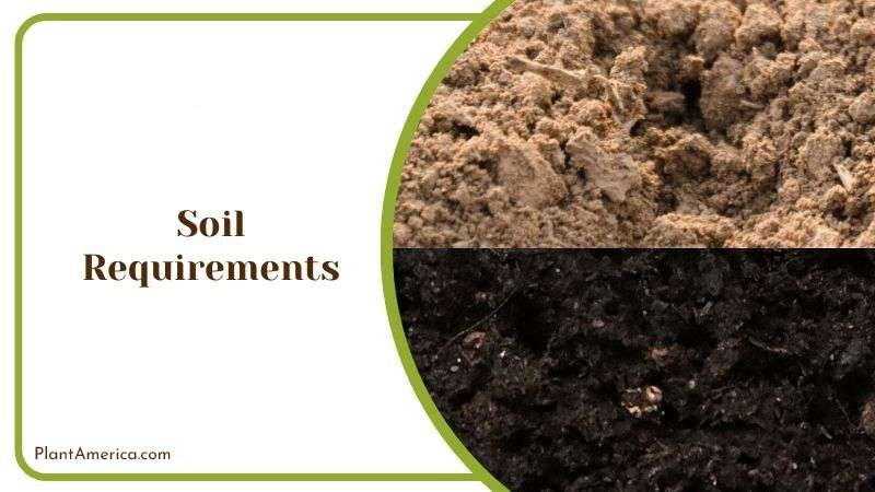 Aerated Soil Mix for Anacampseros Rufescens Plant America