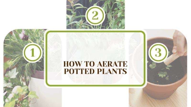 Aerating Potted Plants Plant America How to Aerate Potted Plants: The Key Methods of the Process