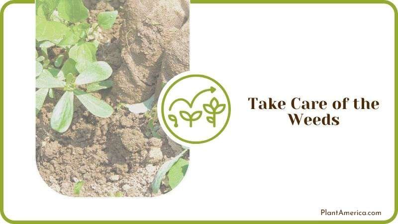 Aerating Weeds of Chili Plants Plant America