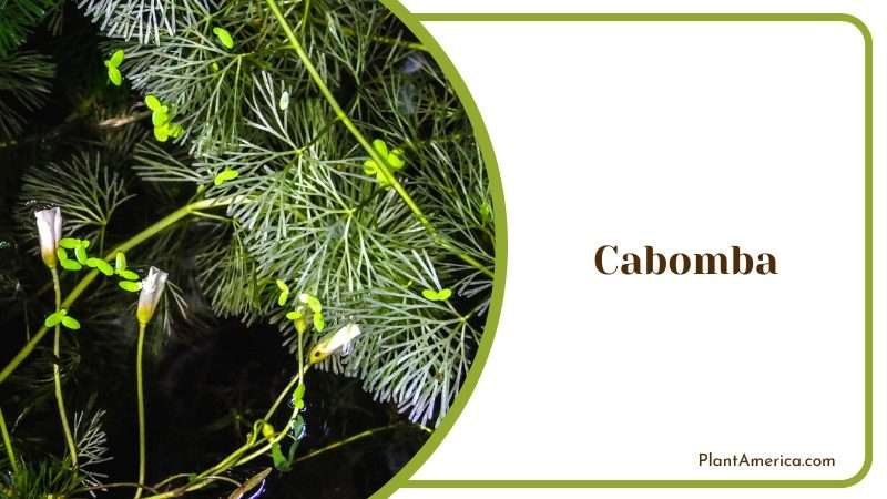 Aesthetic Cabomba Plant Plant America