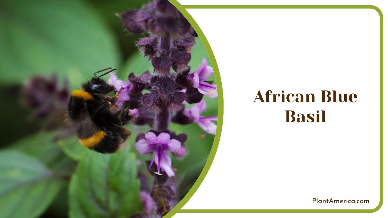 African Blue Basil And a Bee On It Plant America