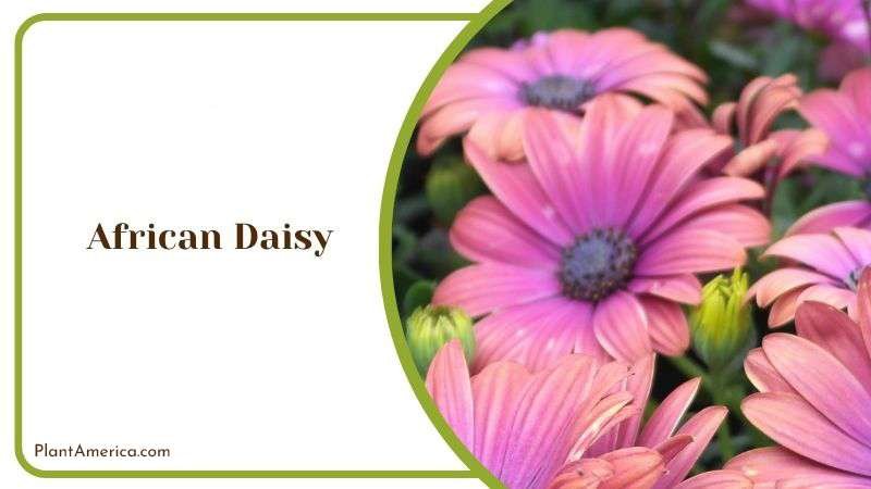 African Daisy Plant America