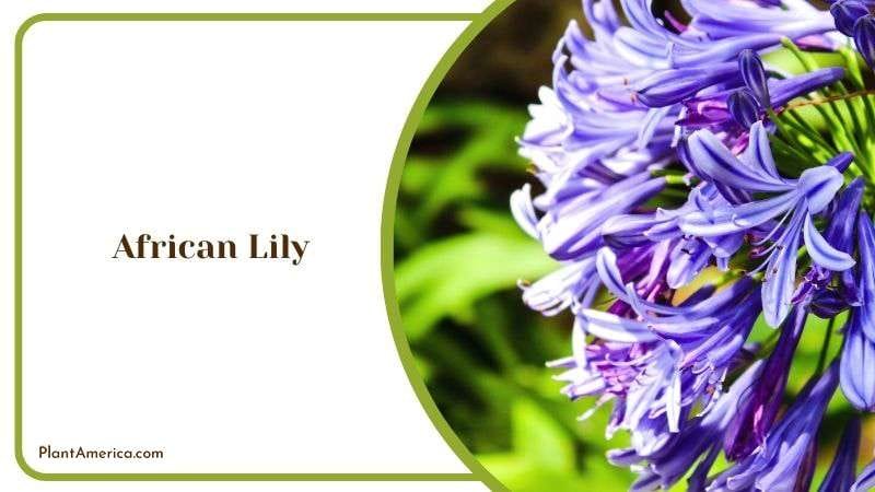 African Lily Plant America African Lily Plant America