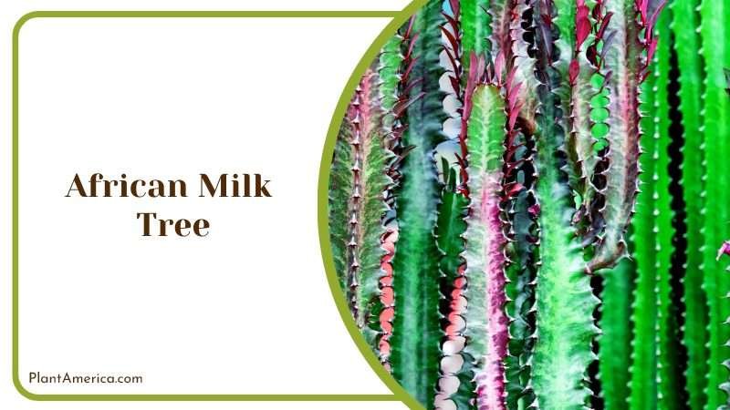 African Milk Tree Weed Succulent Plant Plant America