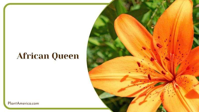 African Queen Plant America