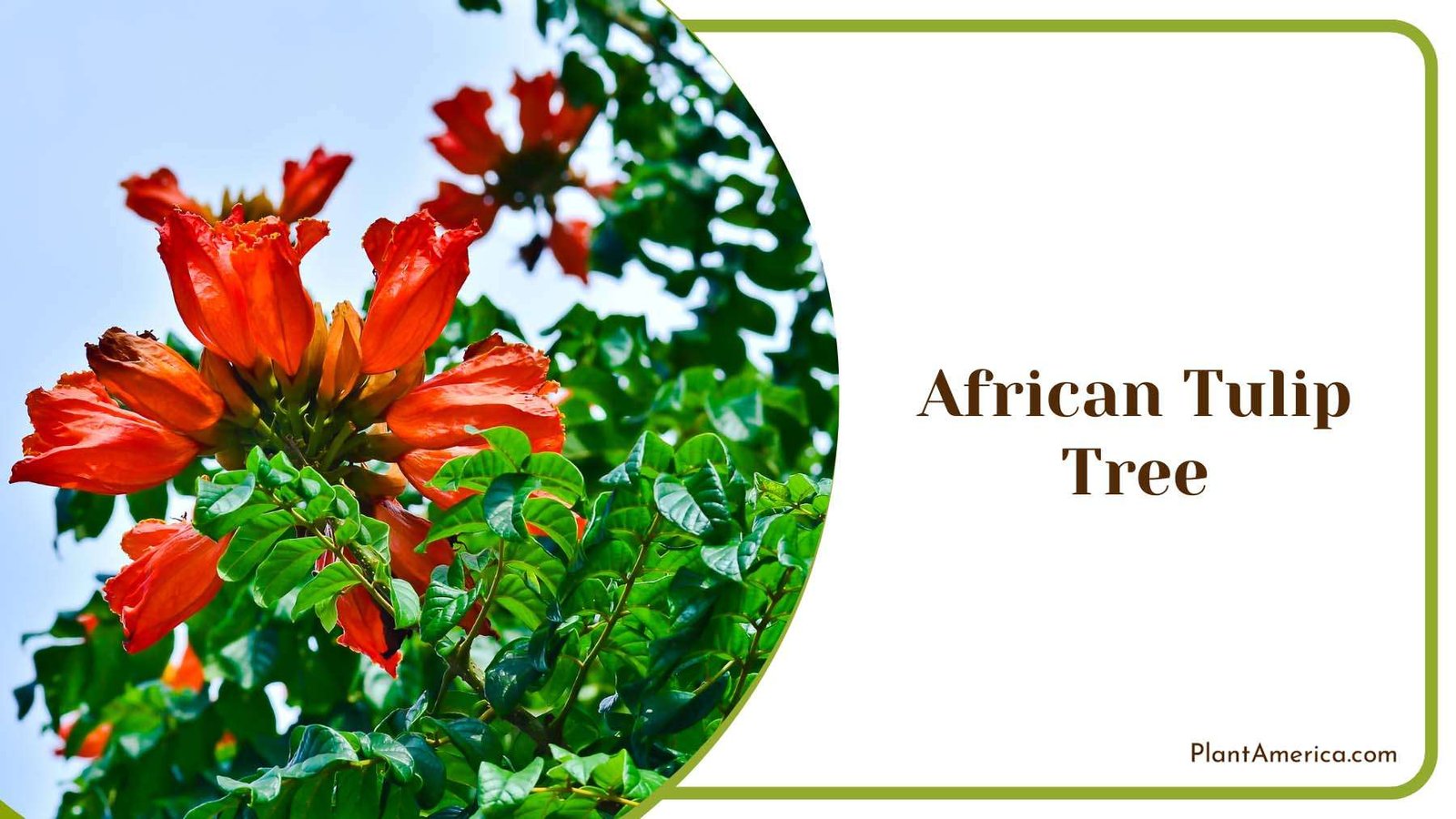 African Tulip Tree Plant America 1
