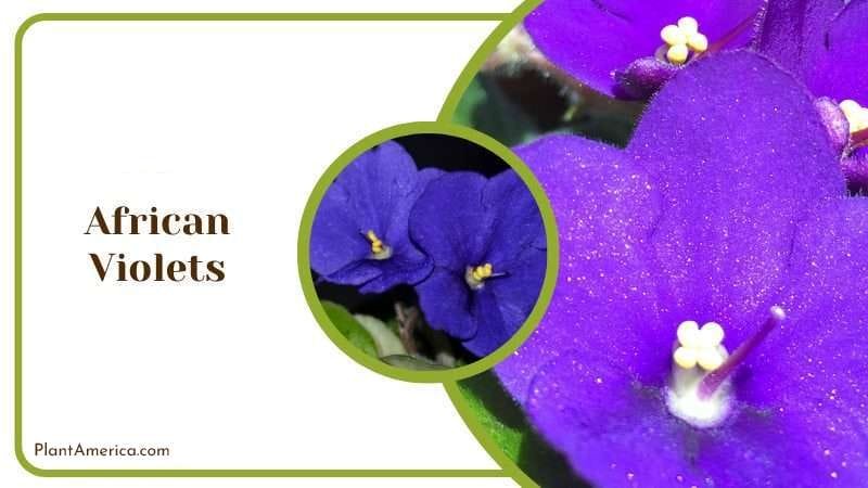 African Violets PlantAmerica