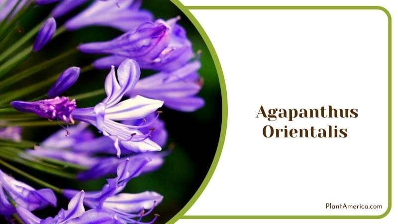 Agapanthus Orientalis Beautiful Flower Plant America Agapanthus Orientalis Beautiful Flower Plant America