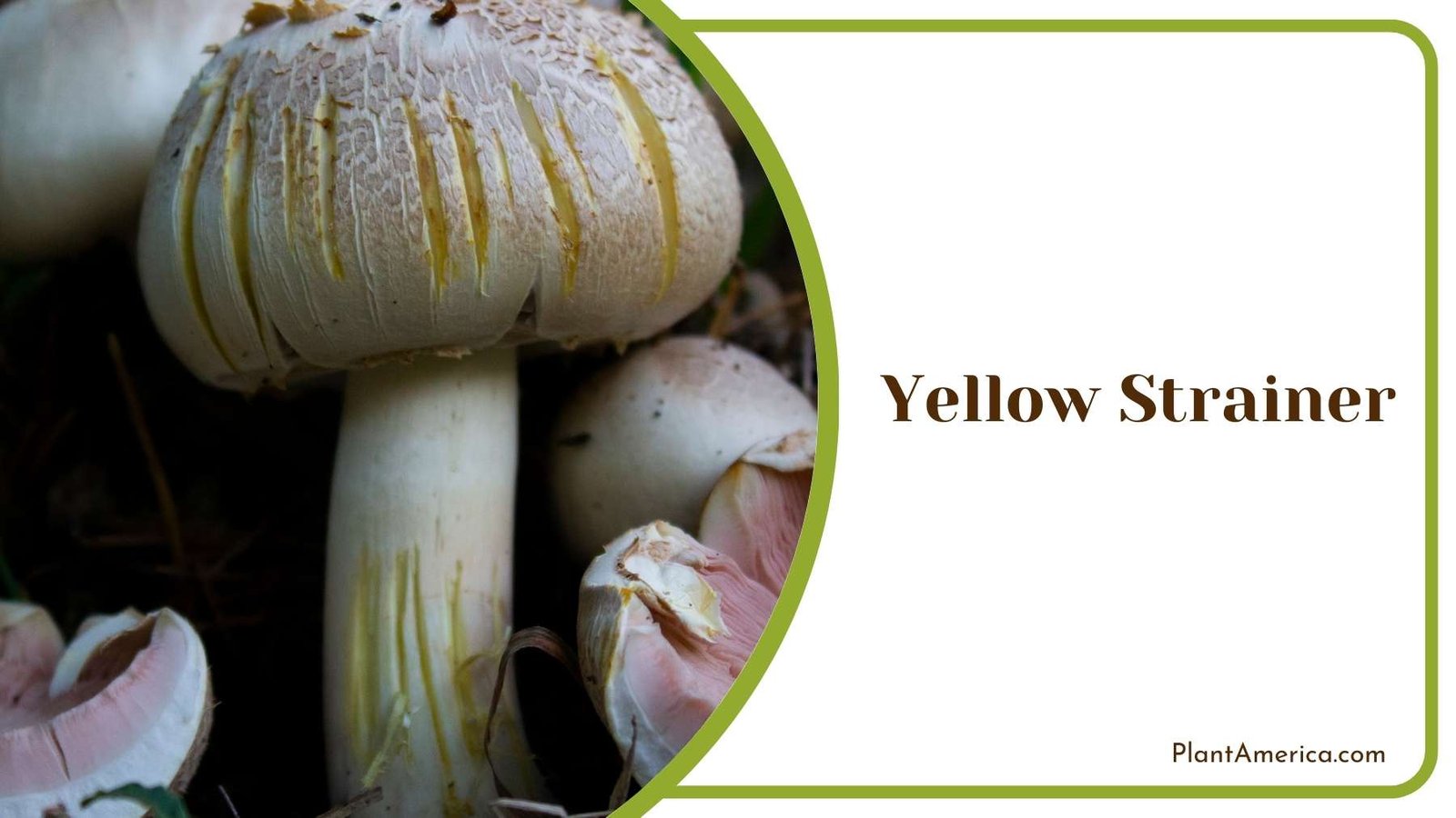Agaricus xanthodermus Also Know As Yellow Strainer Plant America