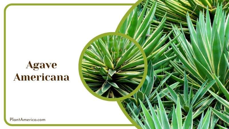 Agave Americana Growing Outside Plant America