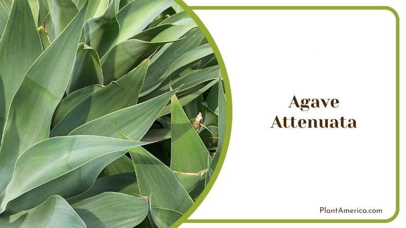 Agave Attenuata Plant America