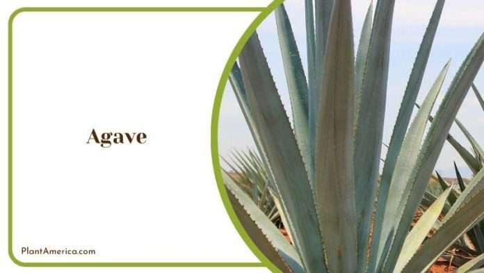 WHAT VEGETABLES CAN I PLANT NOW IN SAN DIEGO visual data 4