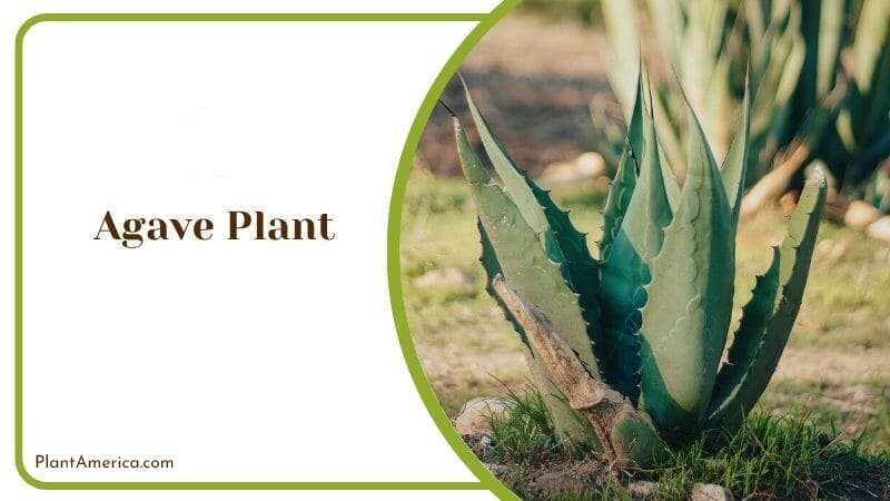 Agave Plant Plant America