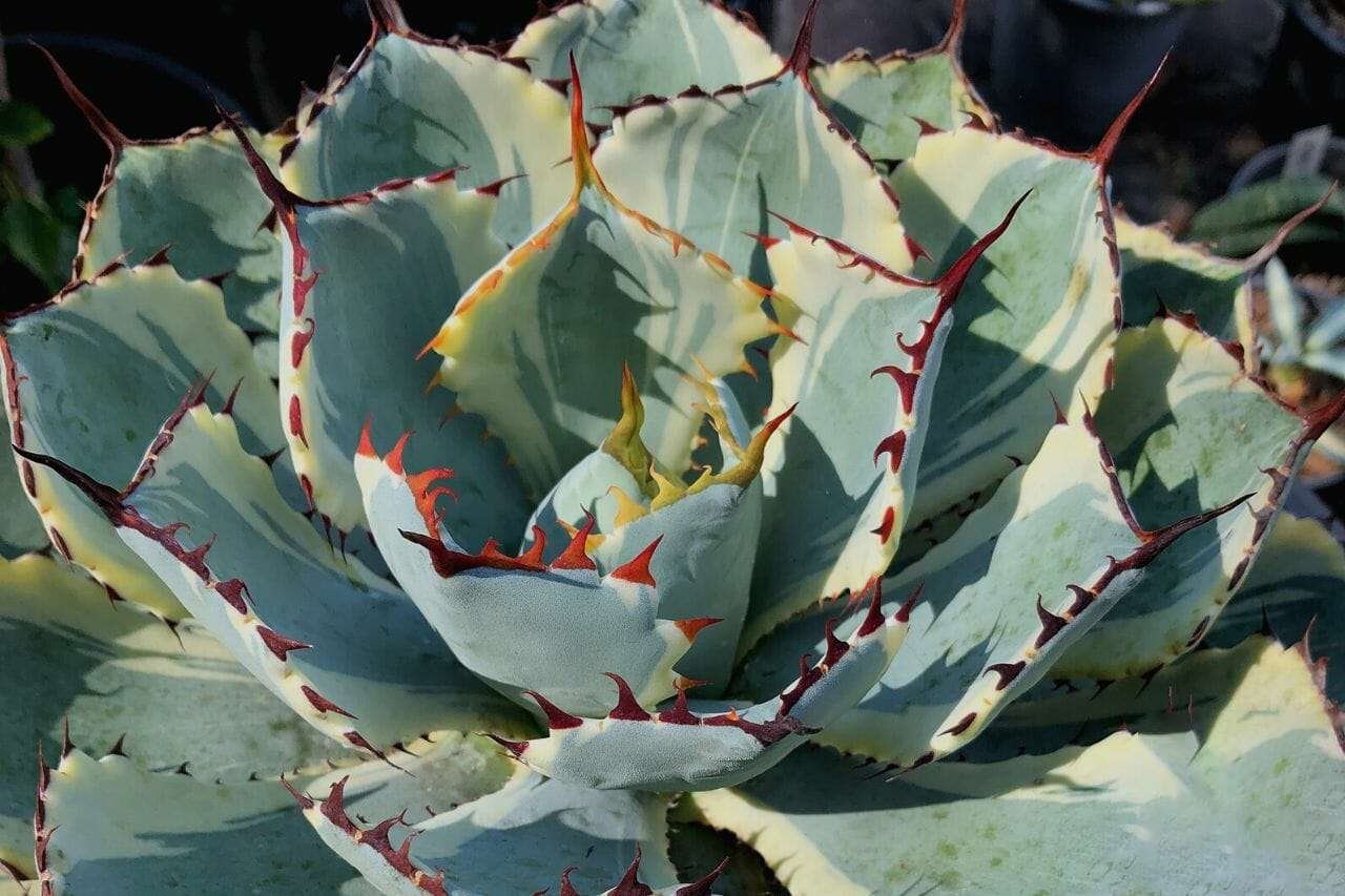 Agave Potatorum Butterfly Agave Plant America