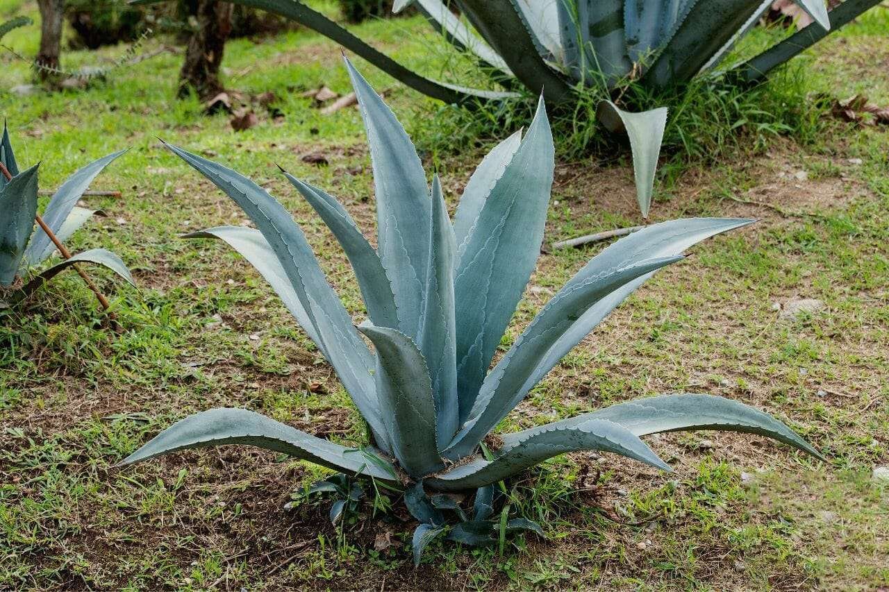 Agave Tequilana Blue Agave Plant America