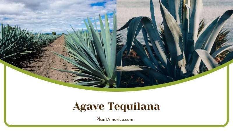 Agave Tequilana PlantAmerica