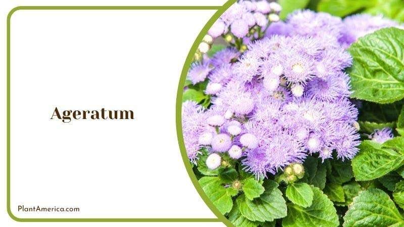 Ageratum PlantAmerica