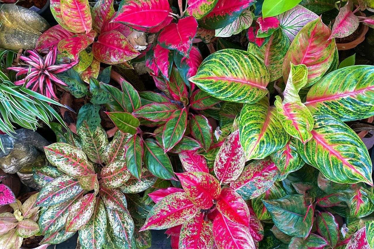 Aglaonema Plant America