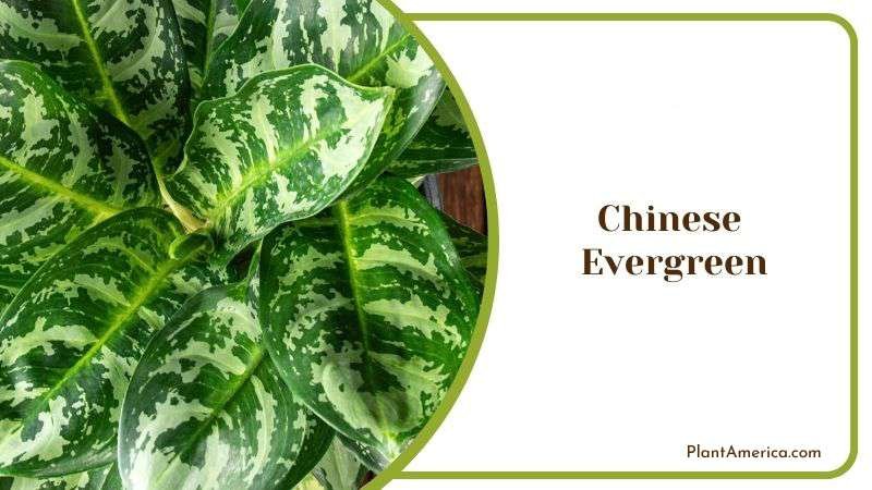 Aglaonema or Chinese Evergreen Plant America Aglaonema or Chinese Evergreen Plant America