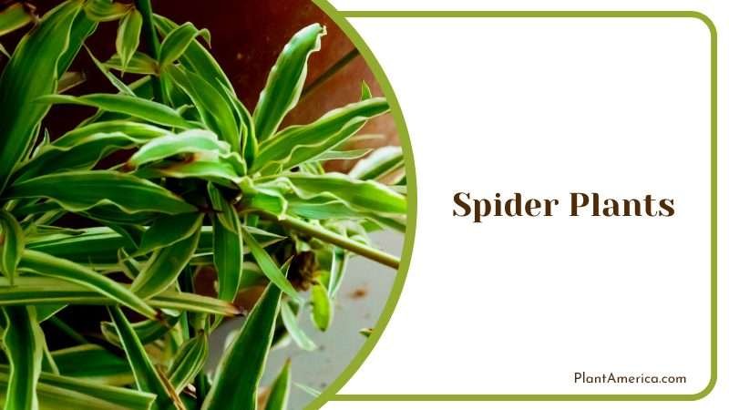 Air Cleaning Spider Plants Plant America