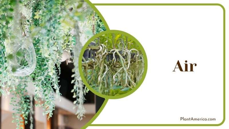 Air Helps plants breathe Plant America