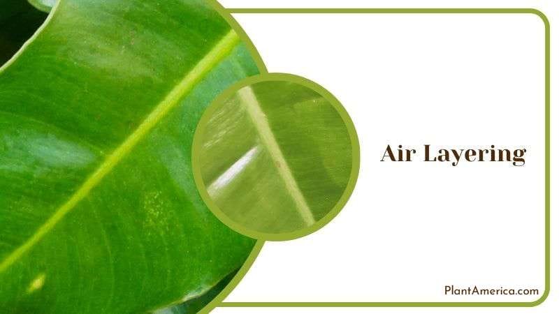 Air Layering Propagation of Philodendron Burle Marx Plant America