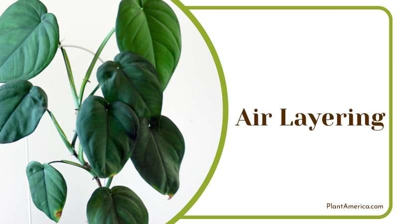 Air Layering propagation method PlantAmerica