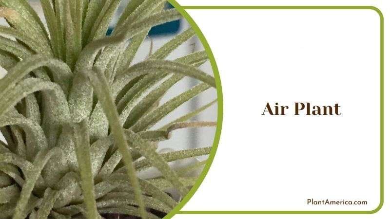 Air Plant Plant America