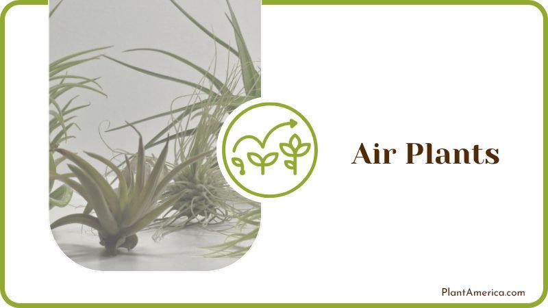Air Plants Plant America