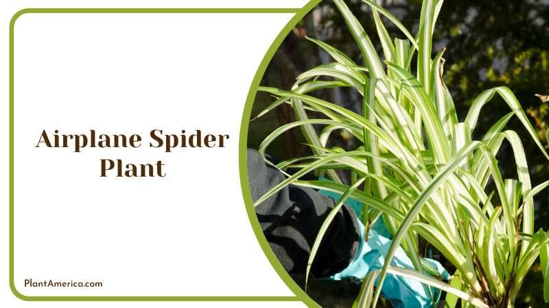 Airplane Spider Plant PlantAmerica