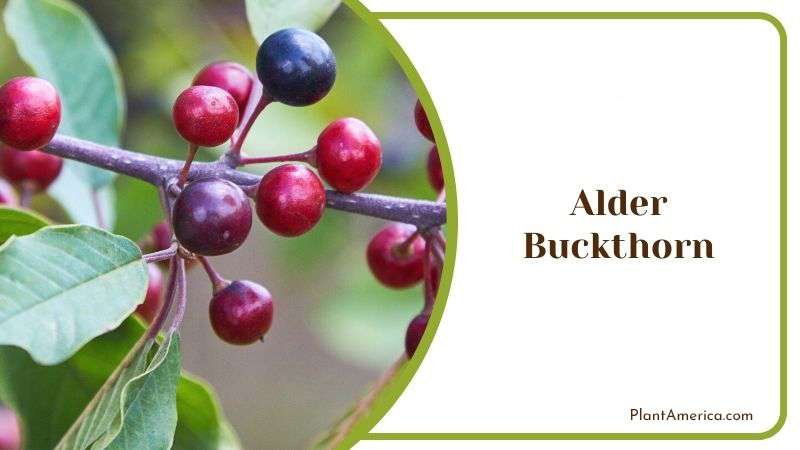 Alder Buckthorn Plant America Alder Buckthorn Plant America