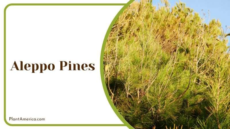 Aleppo Pines known as the Jerusalem pine PlantAmerica