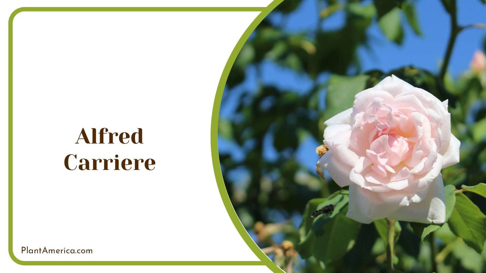 Alfred Carriere In A Garden Plant America