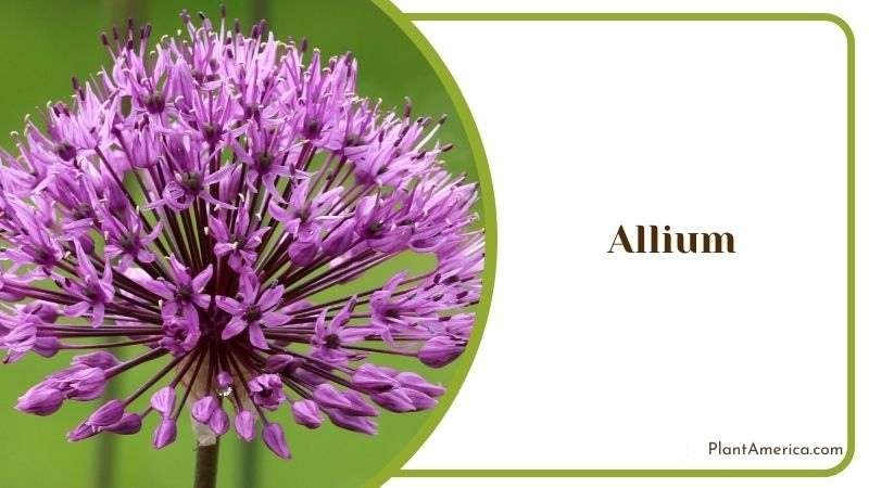 Allium Ornamental Onion Plants Plant America