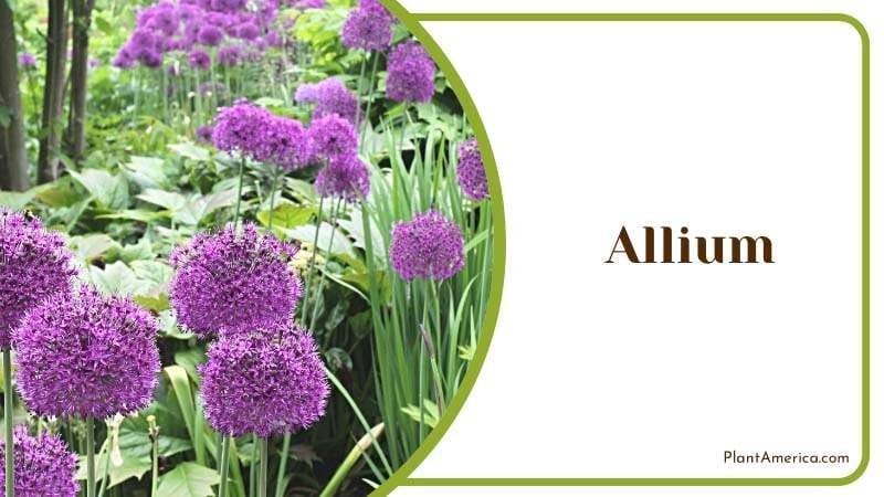 Allium Ornamental onions leaves PlantAmerica